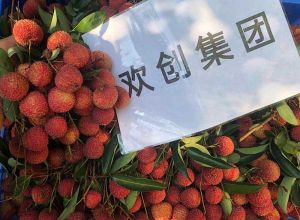 夏日好“枝”味，九州网页版_九州(中国)集团发福“荔”啦